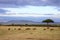 Wildebeest herd Masai Mara Kenya Africa