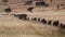 Wildebeest Herd Migrating Through Grasslands