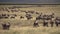 Wildebeest Herd in Migration Eating Grass in African Savannah, Tanzania,