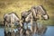 Wildebeest herd standing at edge of river drinking water in Moremi in Botswana