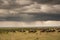 Wildebeest herd and thunderstorm