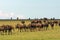 Wildebeest herd walking on the great plains of masai mara in kenya