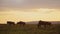 Wildebeest Herd Walking Savanna Plains Under Big Dramatic Beautiful Orange Sunset Stormy Storm Cloud