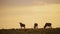 Wildebeest Herd Walking Savanna Plains Under Big Dramatic Beautiful Orange Sunset Stormy Storm Cloud