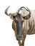 Wildebeest isolated