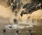 Wildebeest jumping into Mara River. Great Migration. Kenya. Tanzania. Masai Mara National Park.