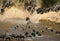 Wildebeest jumping into Mara River. Great Migration. Kenya. Tanzania. Masai Mara National Park.