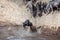 Wildebeest jumps into the river from a high cliff