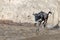 Wildebeest jumps into the river from a high cliff