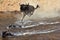 Wildebeest jumps into the river from a high cliff