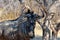 Wildebeest, Khama Rhino Sanctuary, Botswana