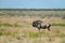 Wildebeest in landscape in Etosha National Park, Namibia.