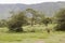 Wildebeest landscape, Ngorongoro Crater, Tanzania