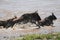Wildebeest leap out the Mara River in Tanzania