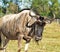 Wildebeest at Lion Country Safari