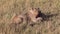 Wildebeest lying dead in the grass. Masai Mara.