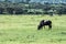 Wildebeest in Maasai Mara, Kenya