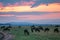 Wildebeest magical sunrise grazing on the savannah grasslands at the Maasai Mara National Game Reserve Park And Conservation Areas