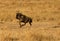 Wildebeest Mara running to escape from Cheetah at Masai Mara Grassland