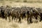 Wildebeest Masai mara Kenya