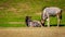 Wildebeest on Meadow