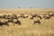 Wildebeest migration