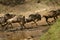 Wildebeest migration