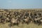 Wildebeest migration