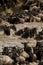 Wildebeest Migration crosses the Mara River in Tanzania