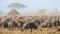 Wildebeest migration. The herd of migrating antelopes goes on dusty savanna.