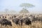 Wildebeest migration. The herd of migrating antelopes goes on dusty savanna. The wildebeests, also called gnus or wildebai, are a