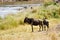 Wildebeest during migration hesitate to cross Mara River.