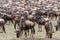 Wildebeest migration in Kenya