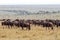 Wildebeest migration in Kenya