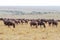 Wildebeest migration in Kenya