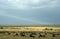 Wildebeest migration landscape