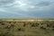 Wildebeest migration landscape