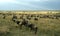 Wildebeest migration landscape
