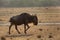 Wildebeest moving in Mara grassland