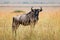 Wildebeest in National park of Africa