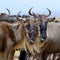 Wildebeest, National park of Kenya