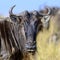 Wildebeest, National park of Kenya