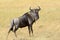 Wildebeest, National park of Kenya, Africa