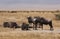 Wildebeest in Ngorongoro Crater