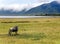 Wildebeest in the Ngorongoro Crater Conservation Area