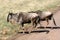 Wildebeest - Ngorongoro Crater, Tanzania, Africa