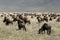 Wildebeest - Ngorongoro Crater, Tanzania, Africa