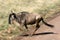 Wildebeest - Ngorongoro Crater, Tanzania, Africa