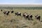 Wildebeest - Ngorongoro Crater, Tanzania, Africa