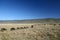 Wildebeest - Ngorongoro Crater, Tanzania, Africa